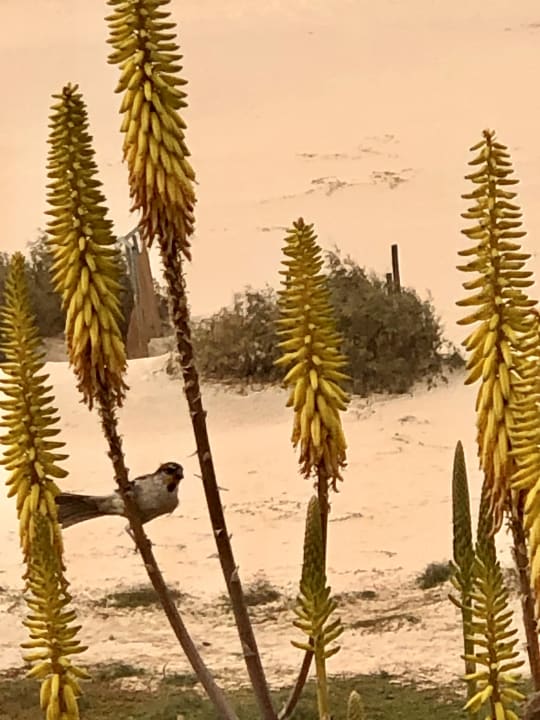 Strand VOI Praia De Chaves Resort