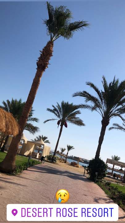 Ausblick Desert Rose