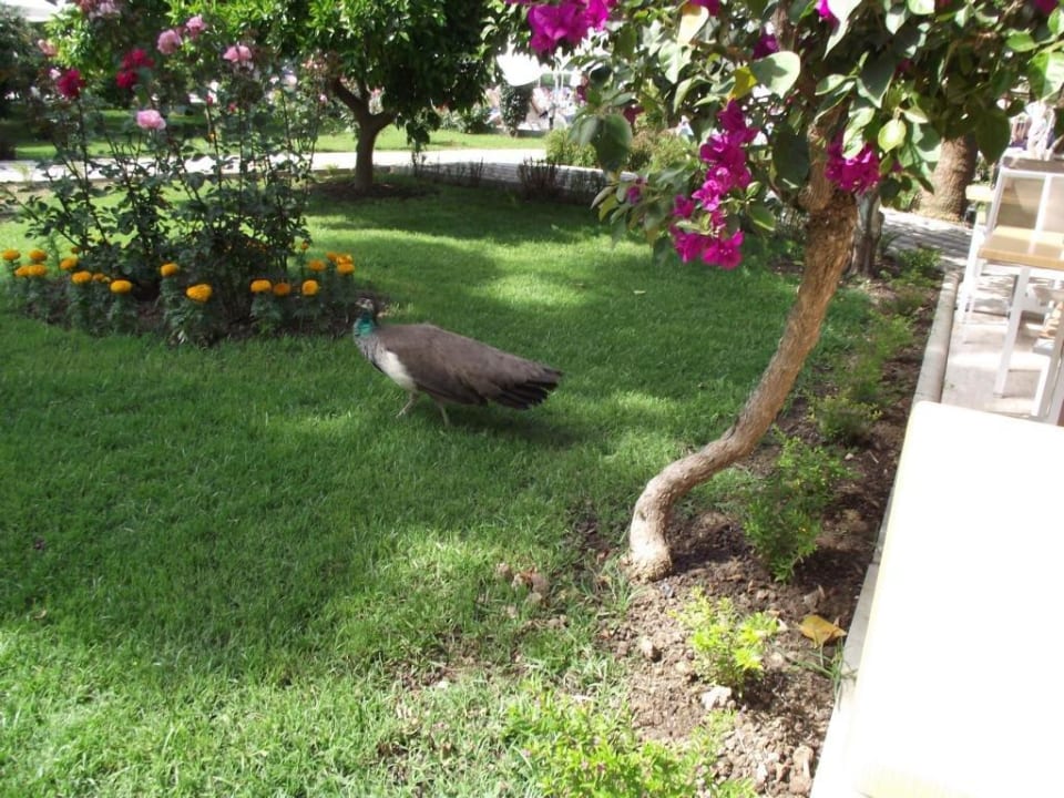 Tiere, auch zur Freude der Kinder  im Garten Seaden Corolla Hotel