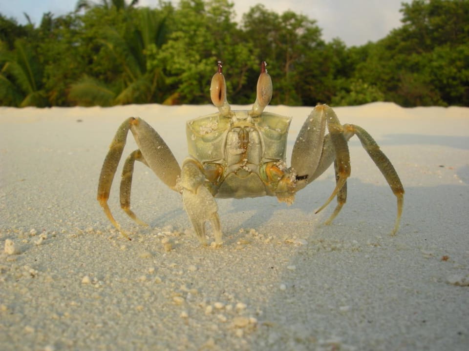 Krabbe Summer Island Maldives