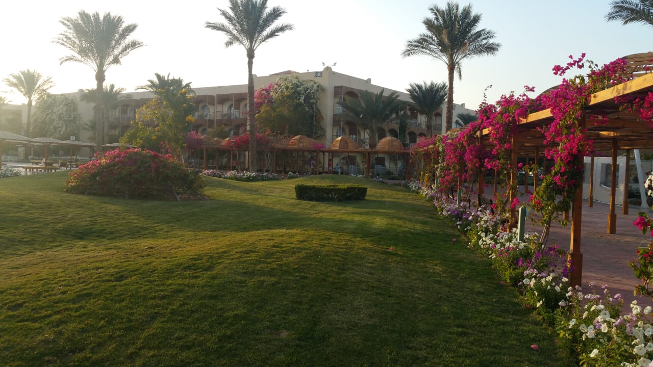 Gartenanlage Desert Rose
