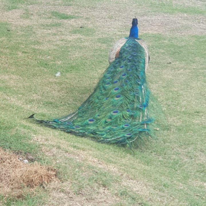 Gartenanlage Sunscape Dominicus La Romana