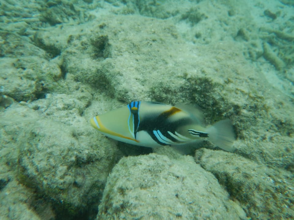 Sport & Freizeit Summer Island Maldives