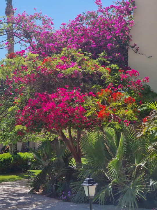 Gartenanlage Steigenberger Coraya Beach - Adults only