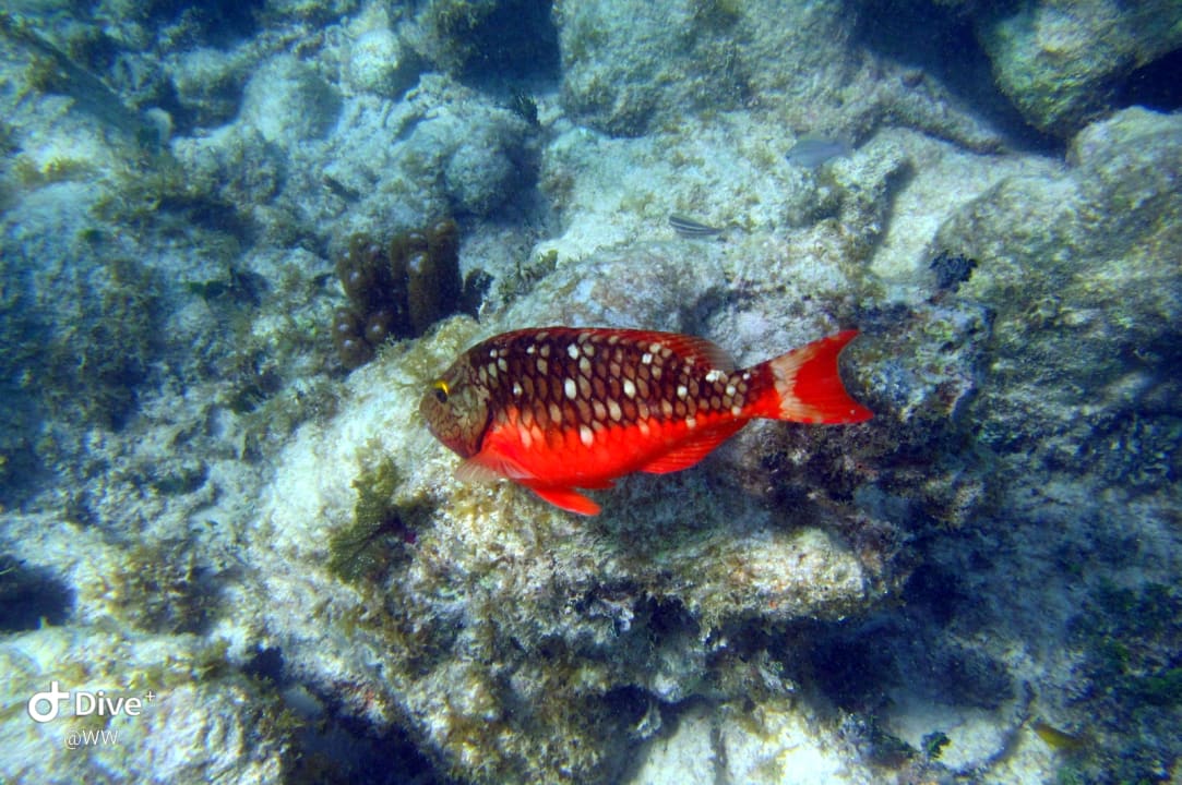 Sport & Freizeit Akumal Bay Beach & Wellness Resort