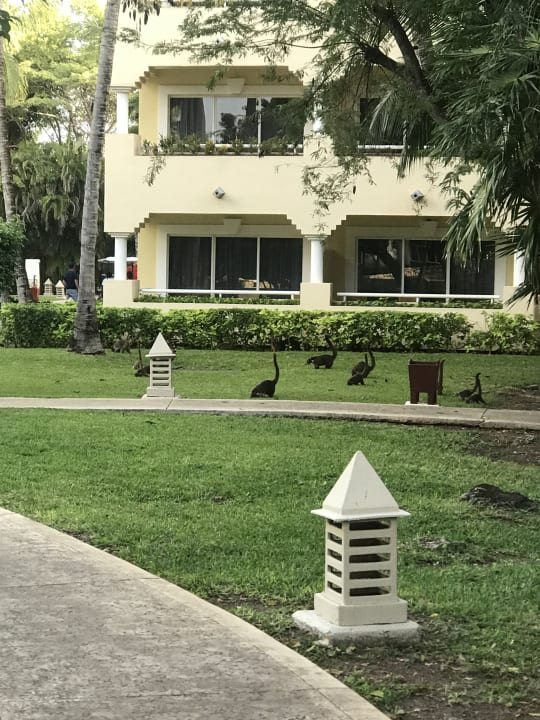 Außenansicht Iberostar Waves Paraiso del Mar