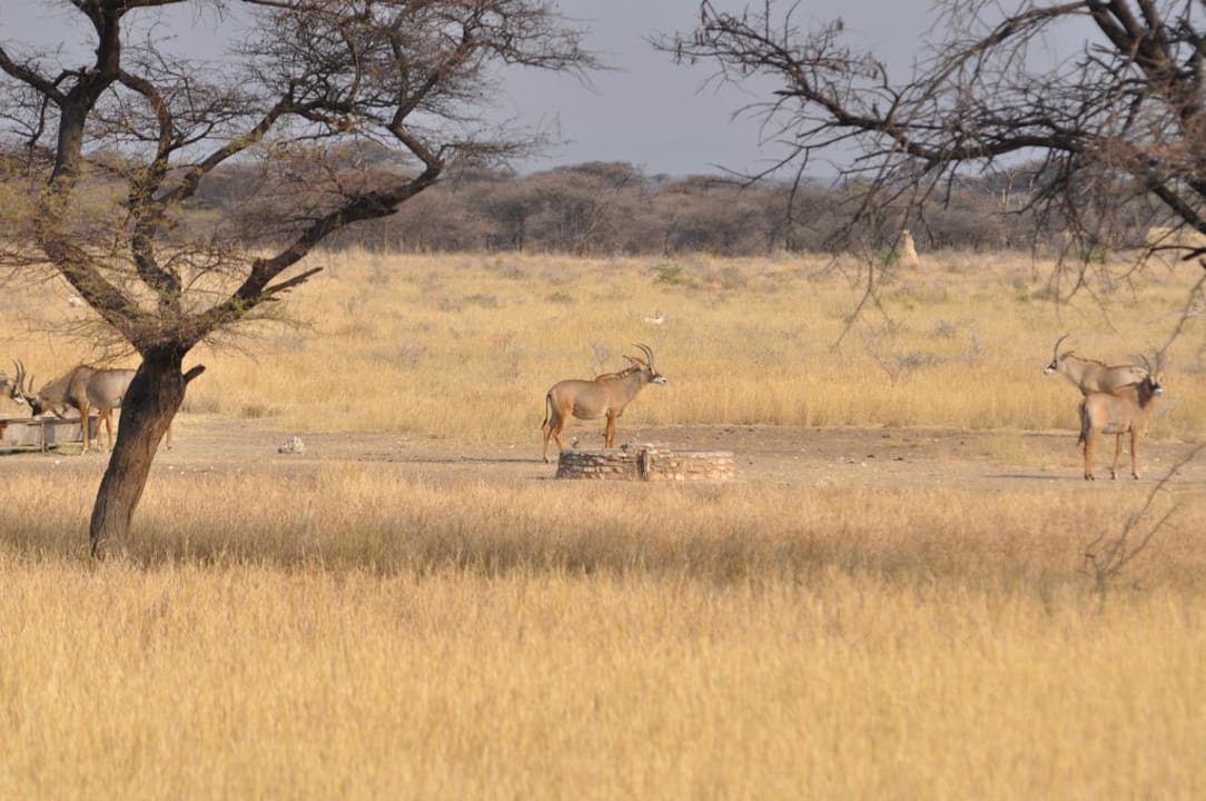 Blick zum Wasserloch Hotel Frans Indongo Lodge
