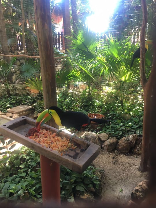 Gartenanlage Iberostar Waves Tucan