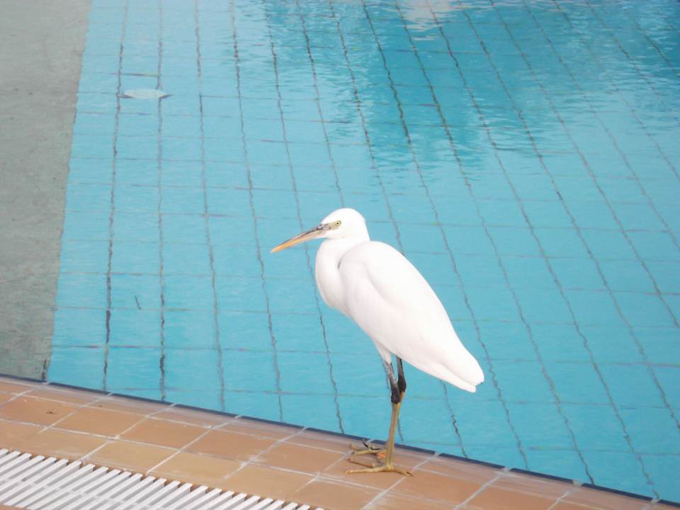 Sentido Swisstouch Oriental Resort Marsa Alam