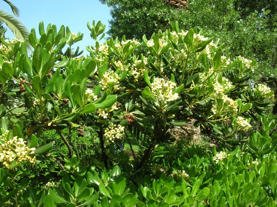 Der Duft macht wahnsinnig  Apollonia Beach Resort & Spa