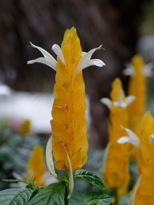 Schöne Blumen in der Anlage The Palms Hotel & Spa