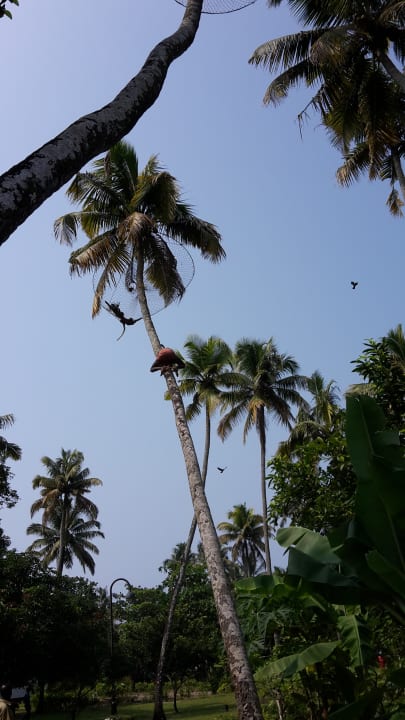 Gartenanlage Hotel Abad Turtle Beach