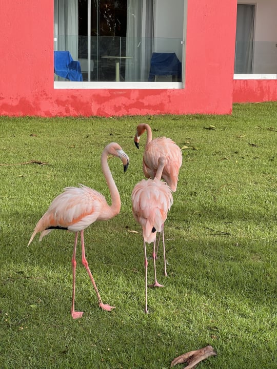 Gartenanlage Caribe Deluxe Princess