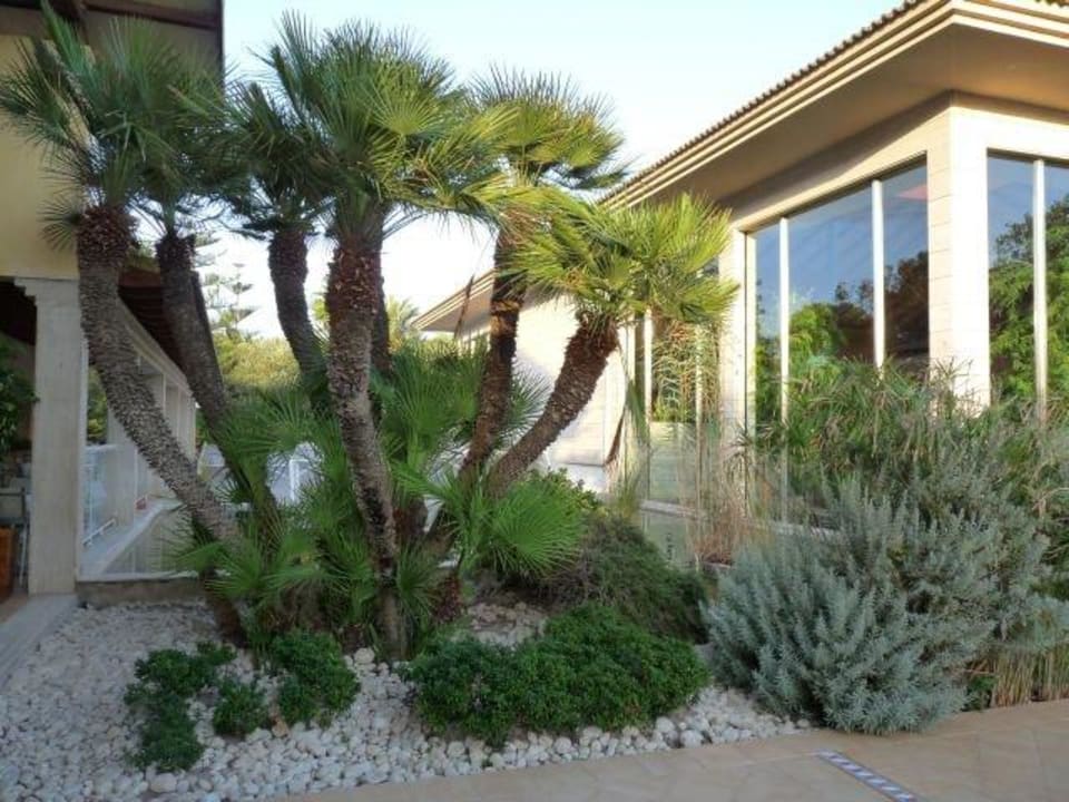 Schöne Palme zwischen Restaurant und Spa Playa Garden Selection Hotel & Spa