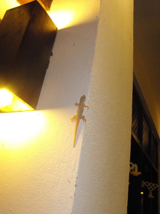 Überall Gekkos Hotel The Legendha Sukhothai Resort