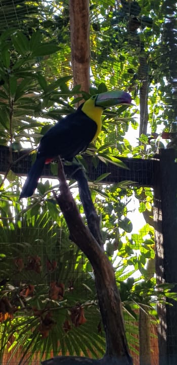 Gartenanlage Iberostar Waves Tucan