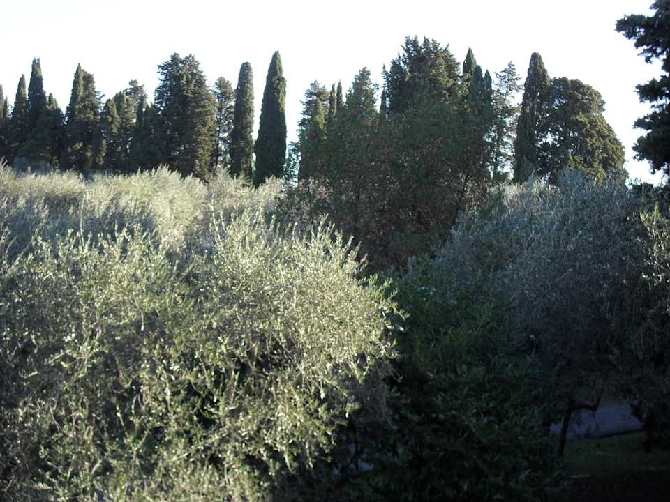 Blick aus dem Zimmer  Villa Le Rondini