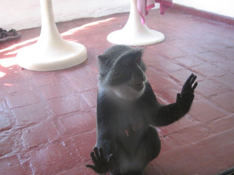 Ich will rein! Hotel Safari Beach