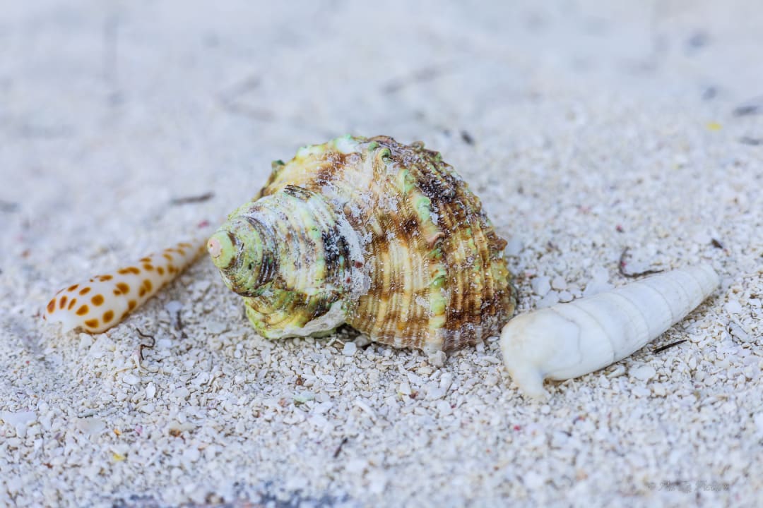 Strand Summer Island Maldives