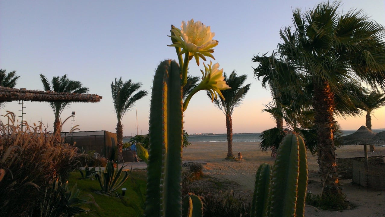 Вид Amwaj Beach Club Abu Soma Resort