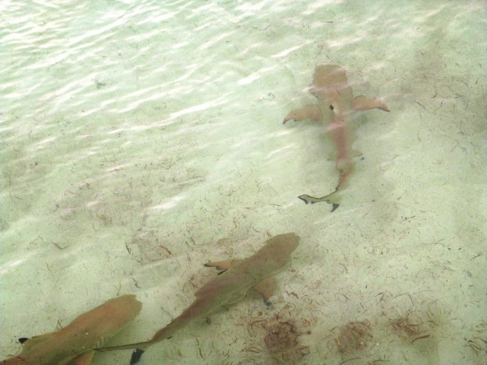 Strand Lagune Seite  Kuredu Island Resort & Spa