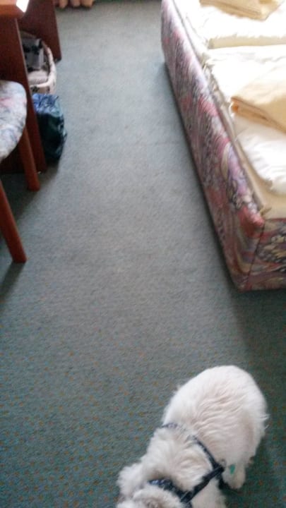 Saubere Teppiche Landhotel Harz