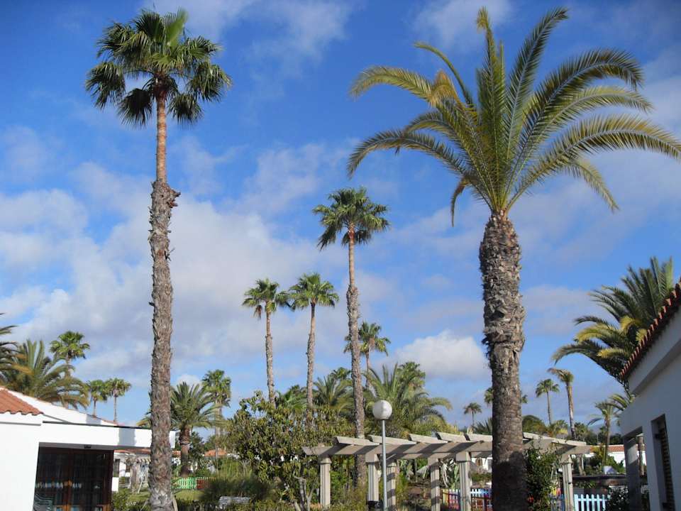Schöne Palmen. Bungalows Las Vegas Golf