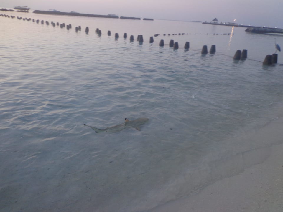 Haie bei Sonnenaufgang  Summer Island Maldives