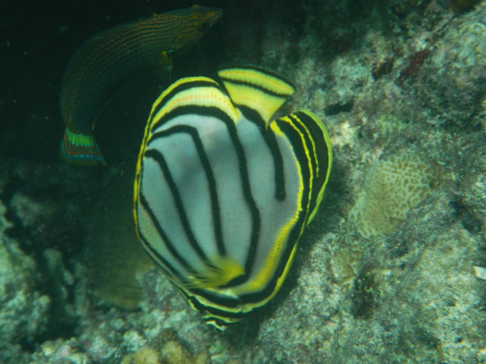 Schnorcheln Kuramathi Maldives