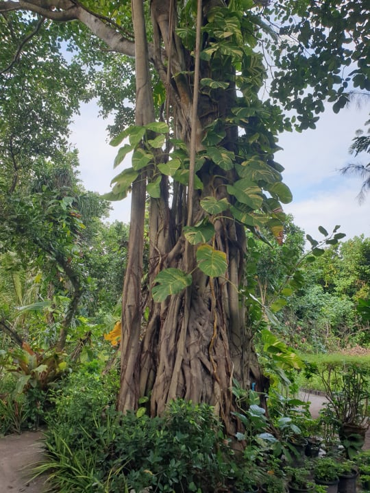 Gartenanlage NH Collection Maldives Reethi Resort