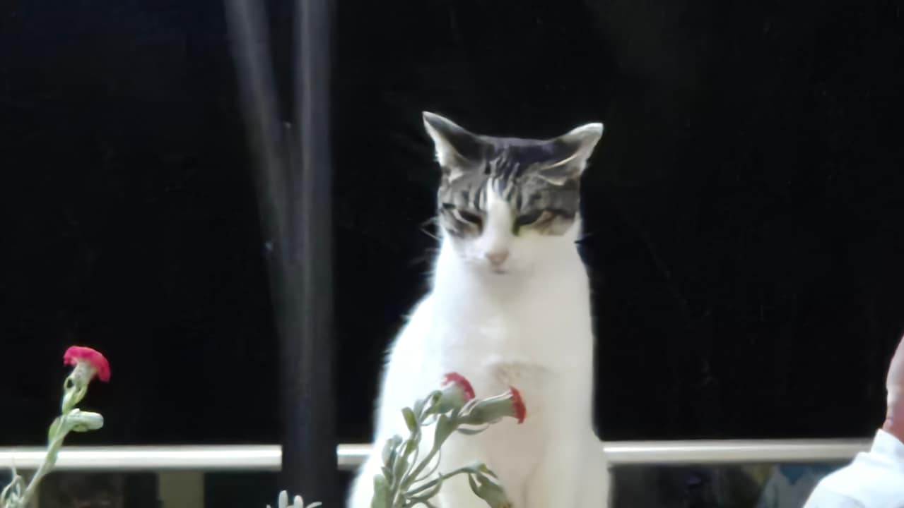 Sonstiges Hotel Riu Palace Maspalomas Adults Only