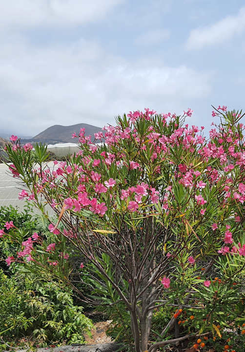 Gartenanlage Finca Marina BuenVivir