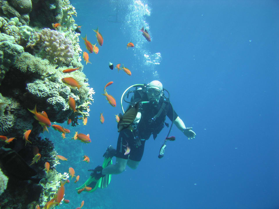 Unterwegs im Roten Meer mit der Hotelansässigen Tauchbasis. Beach Albatros Resort