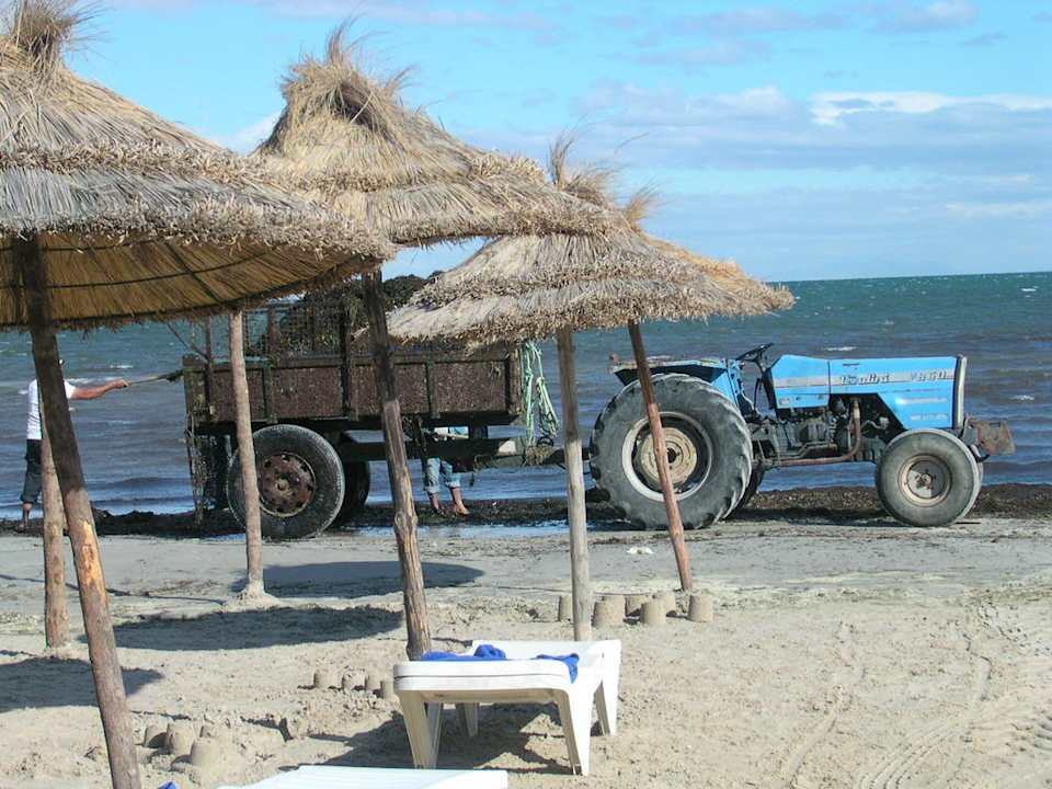 Man bemüht sich dem Seegras Herr zu werden Hotel Rosa Beach