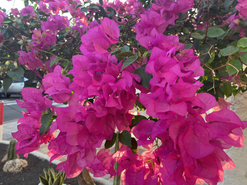 Gartenanlage Servatur Alameda de Jandía