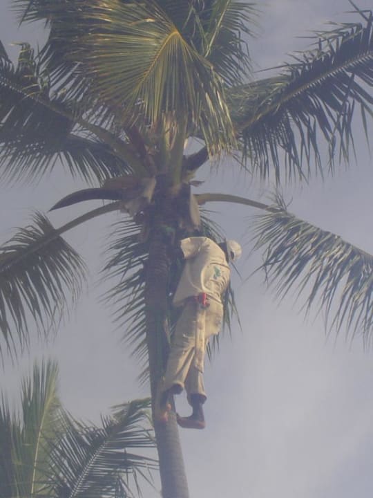 Kokusnuss Pflücker Secrets Royal Beach Punta Cana - Adults only