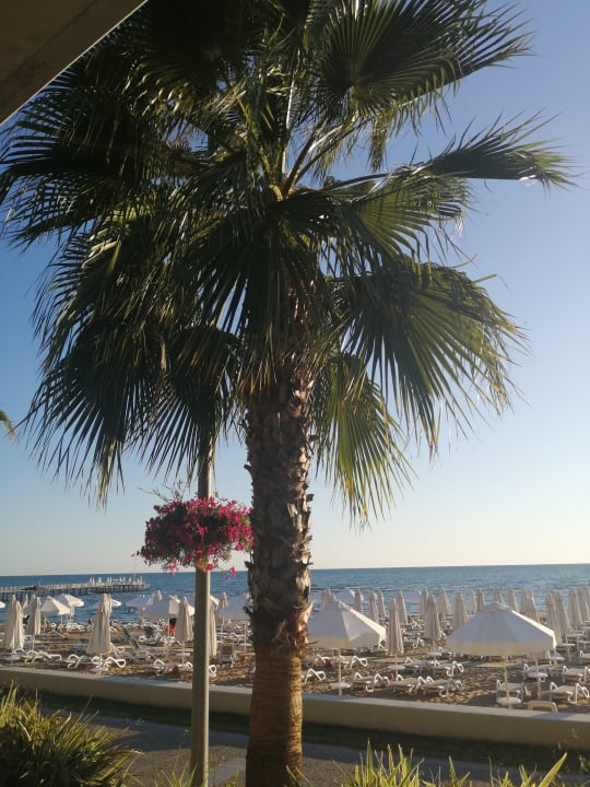 Strand PALOMA Perissia