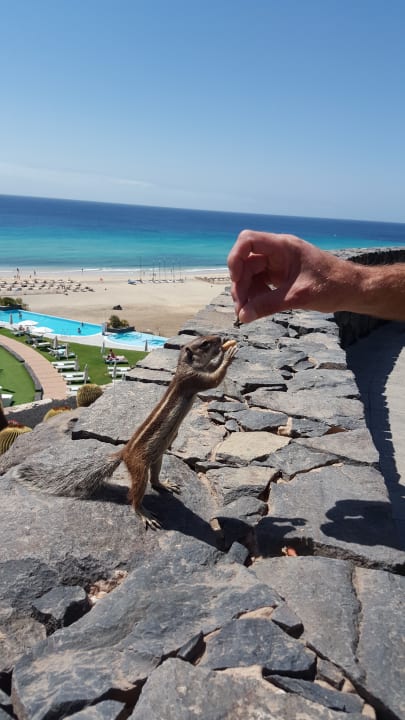 Ausblick Iberostar Waves Gaviotas Park