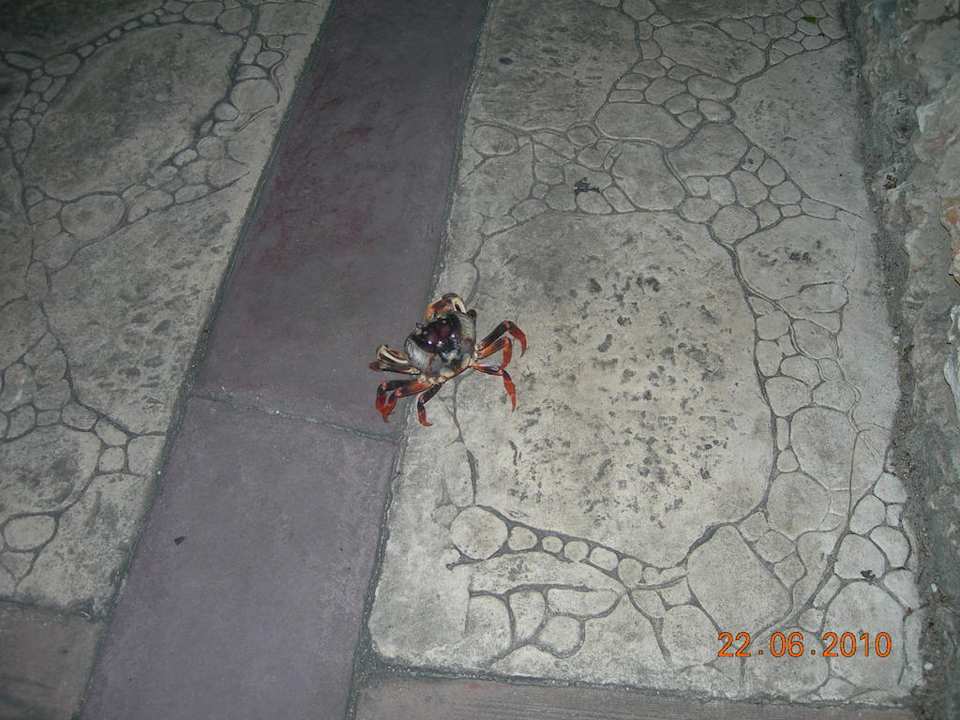 Nächtliche Besucher Hotel Playa Pesquero