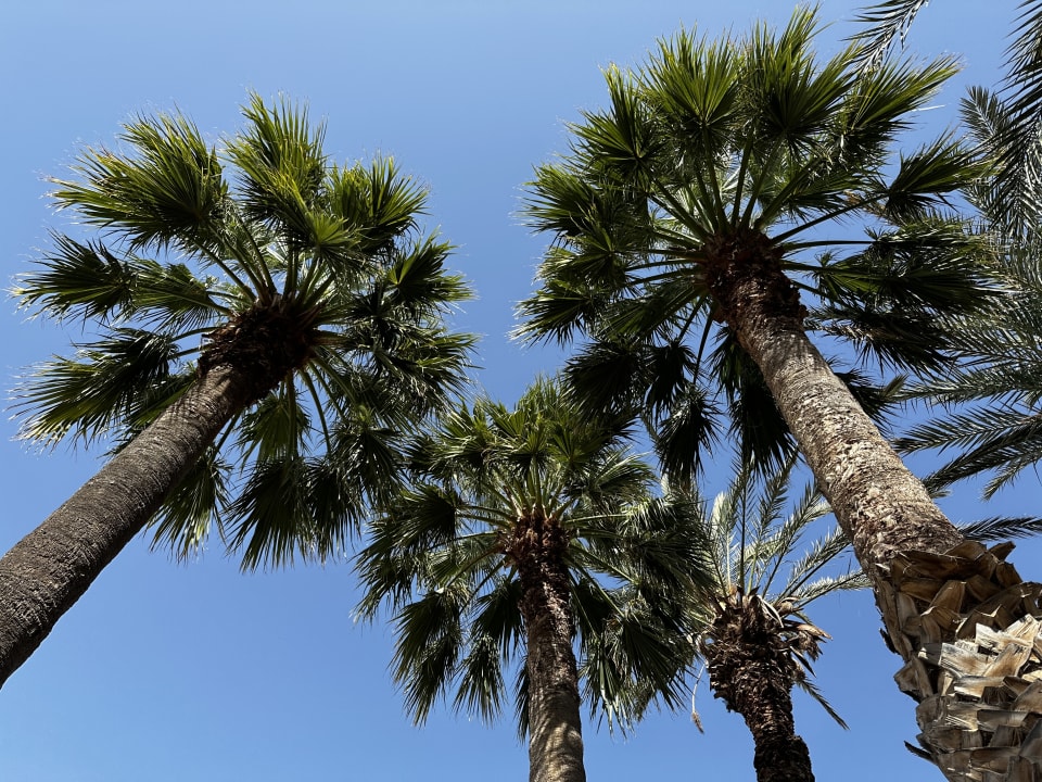 Gartenanlage Marhaba Royal Salem