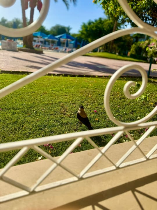 Gartenanlage Desert Rose