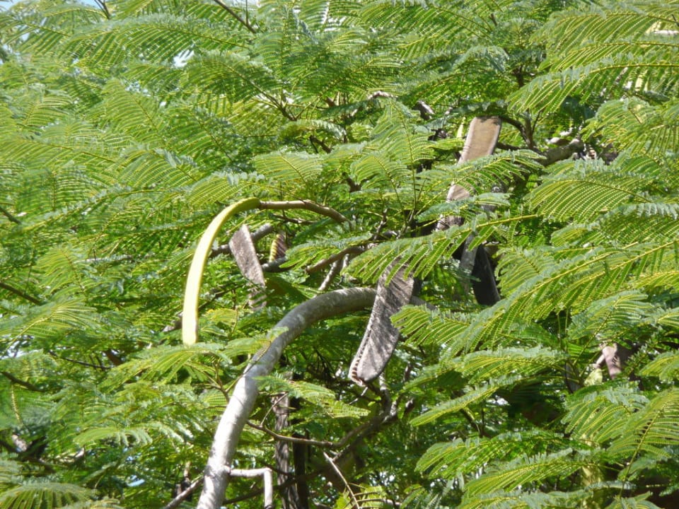 Unbekannte Pflanze BelleVue Dominican Bay