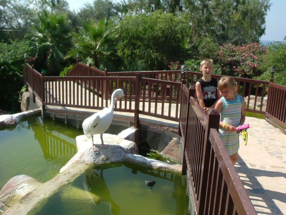 Pelikan des Minizoo Alba Resort Hotel