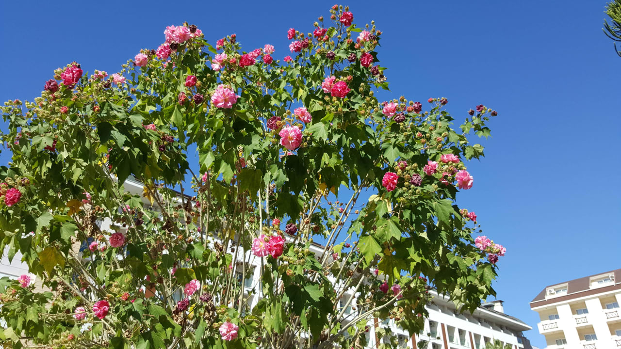 Gepflegte Anlage Solivia Hotel