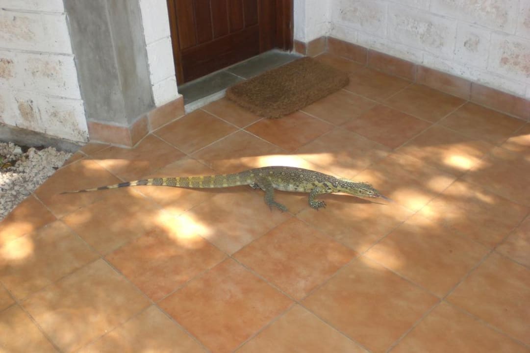 Waran vor meiner Zimmertüre Baobab Beach Resort & Spa