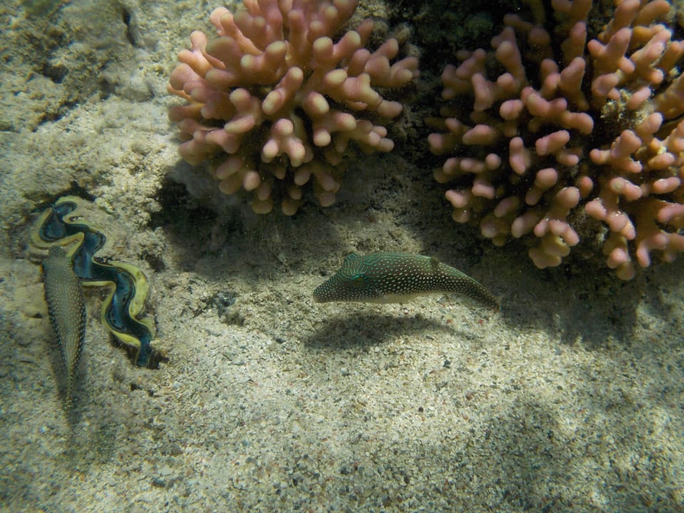 Fisch Pensée Royal Garden Beach Resort