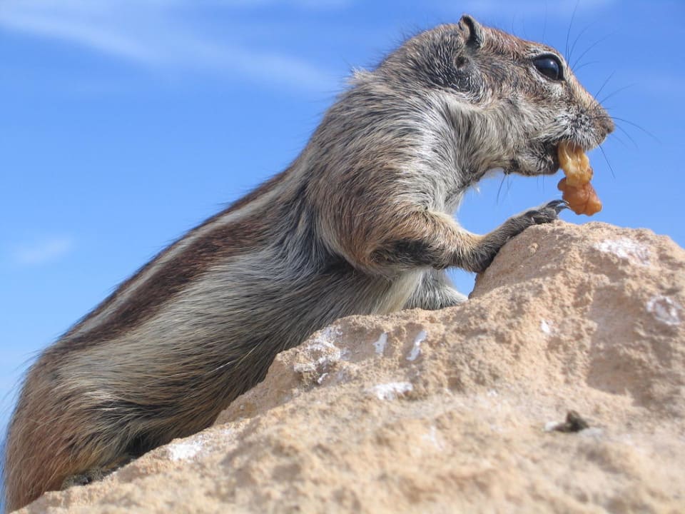 Streifenhörnchen mit Beute R2 Pajara Beach