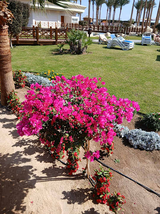 Gartenanlage Tropitel Sahl Hasheesh