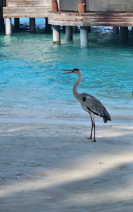 Sonstiges Gili Lankanfushi Resort