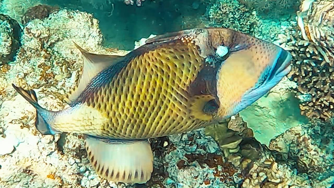 Sport & Freizeit Steigenberger Coraya Beach - Adults only